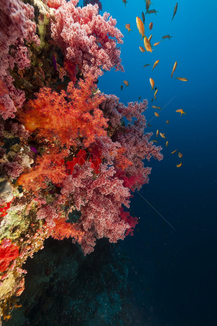 红海的鱼类和热带珊瑚礁太阳光射线海景情调天堂异国海洋植物阳光太阳图片