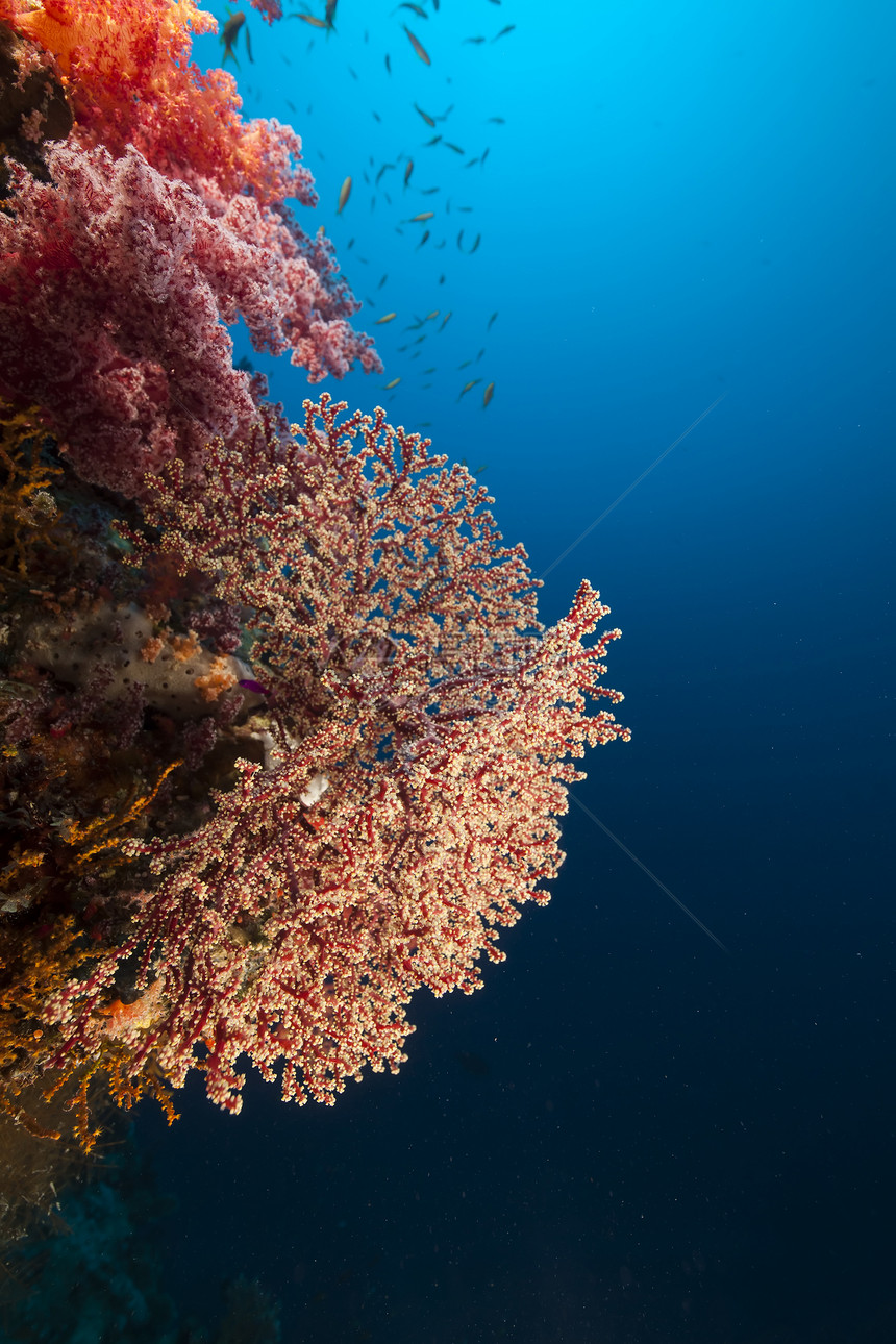 红海的海洋风扇和热带珊瑚礁场景潜水生活蓝色天堂珊瑚射线太阳光盐水太阳图片