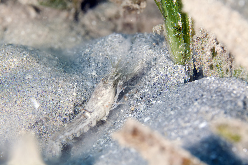 红海中美丽的小白虾图片