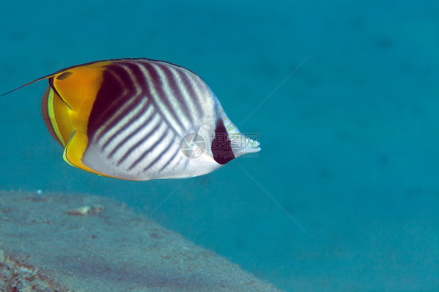 红海中的丝鳍蝴蝶海景植物鲇鱼生活海洋天堂热带情调珊瑚盐水图片