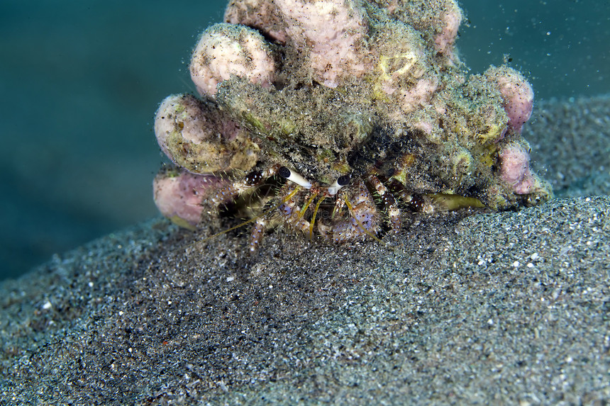 红海的珊瑚礁隐居蟹天堂蓝色生活珊瑚海洋植物射线异国情调海景图片