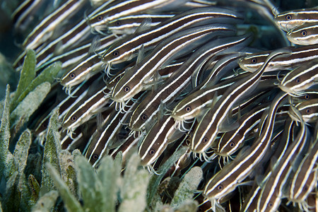 活鳗在红海中剥离了鱼射线异国情调蓝色鳗鱼海景热带天堂盐水植物背景