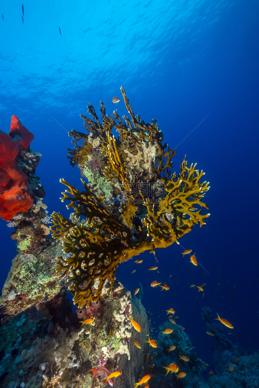 红海热带珊瑚礁植物珊瑚潜水场景天堂阳光海洋射线海景太阳光图片