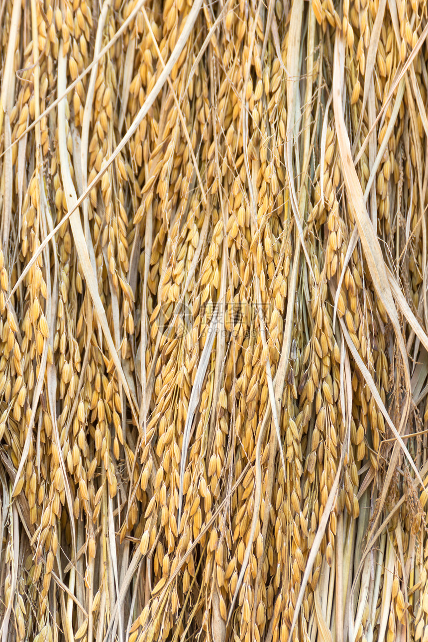 干稻田场地粮食培育叶子农村种植园收成主食营养植物图片