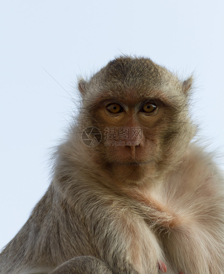 纵向猴子毛皮荒野婴儿动物园公园头发孩子野生动物眼睛森林图片