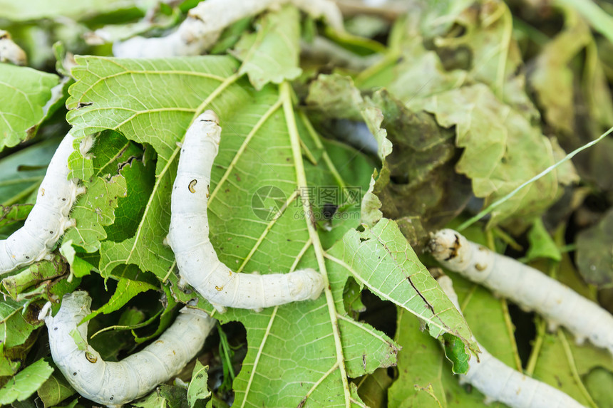 丝虫食物材料生产叶子昆虫织物丝绸白色养蚕业文化图片