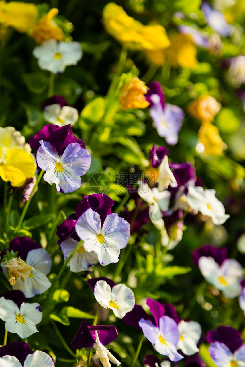 花园中的花绿色花瓣蓝翼花束植物花粉植物学紫色玻璃植物群图片
