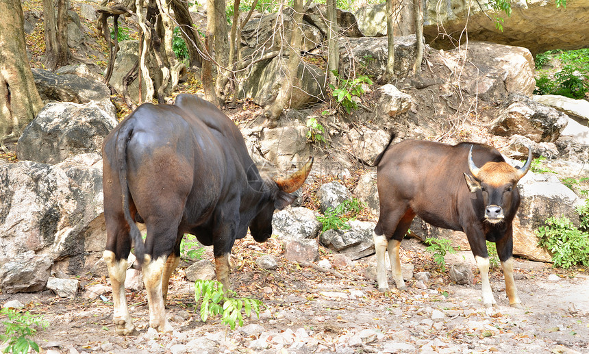 古尔塞拉丁博斯喇叭动物园森林热带地面动物群丛林奶牛哺乳动物生物图片