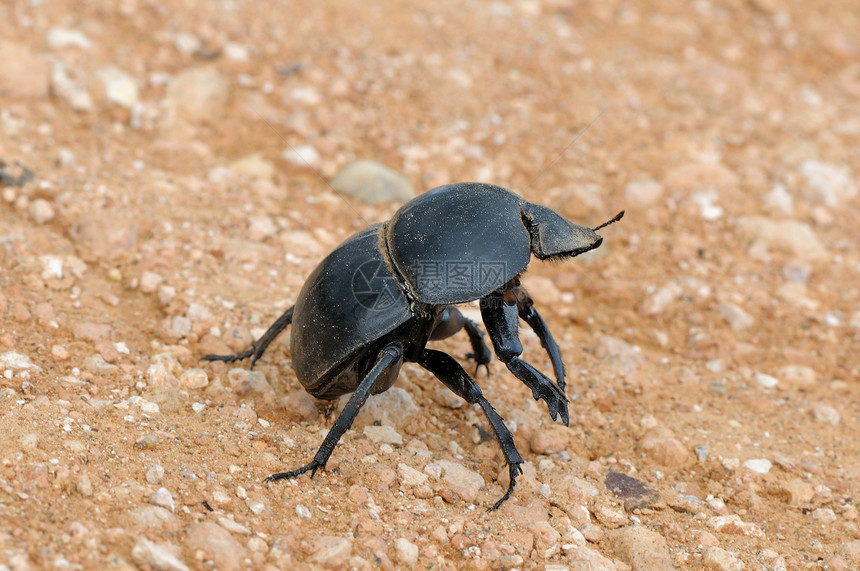 爱多大象国家公园中的无飞行的Dung甲虫图片