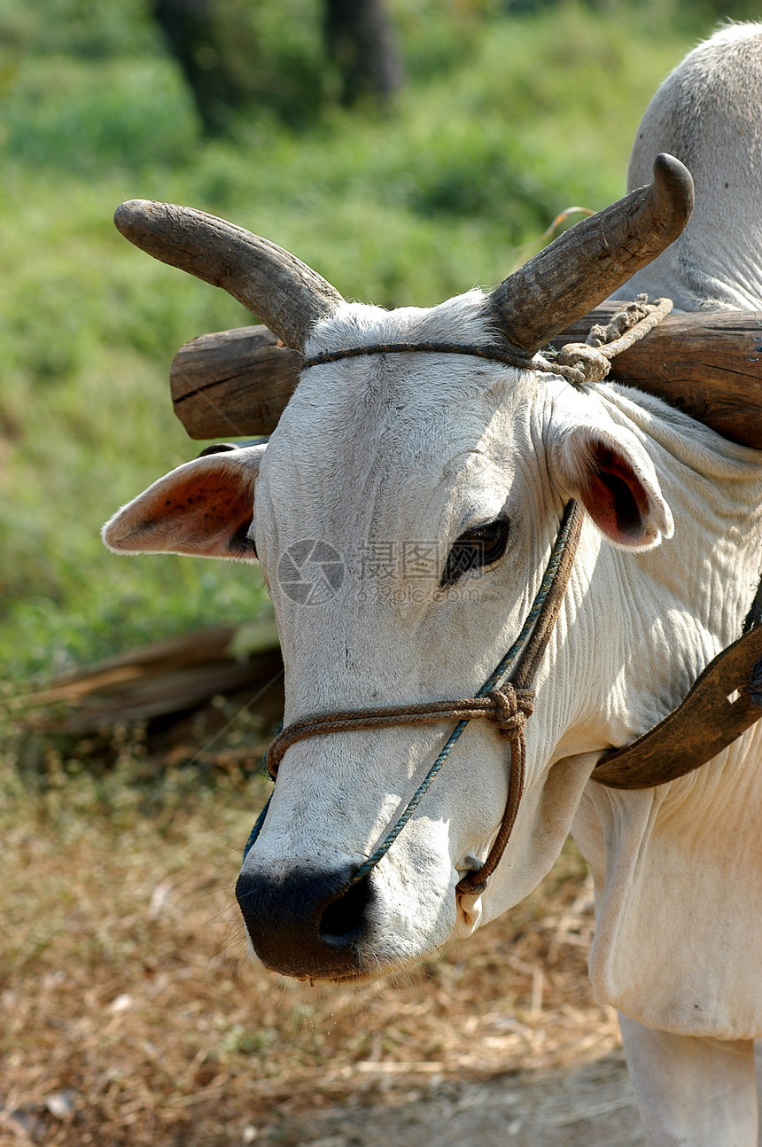奶牛眼睛鼻子耳朵房子动物棕色白色植物皮肤图片