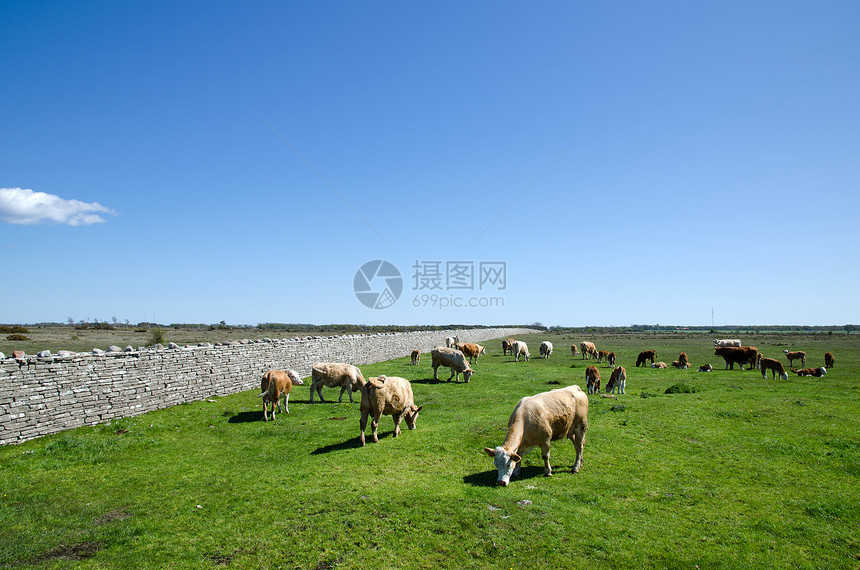 放牧牲畜家畜绿色棕色哺乳动物奶牛农场乡村农业国家团体图片