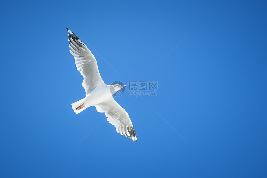 海鸥辉光动物天空野生动物蓝色海洋自由晴天海鸟航班图片