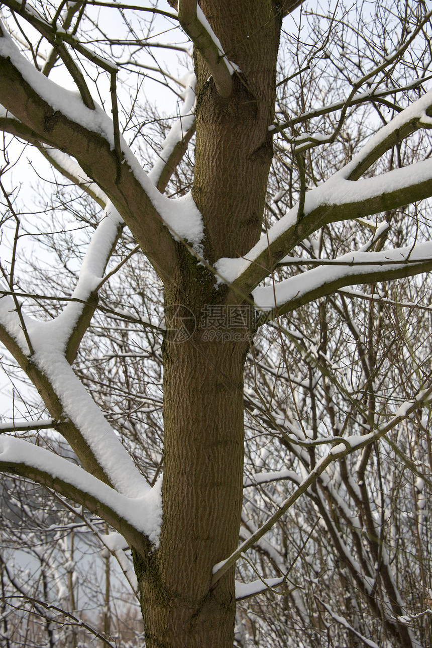 雪树下积雪白色森林木头图片