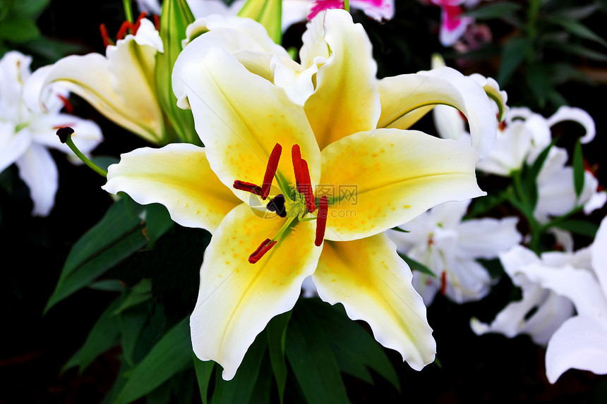 白百丽花公园鲜花绿色白色花束美丽领域季节黄色花园图片