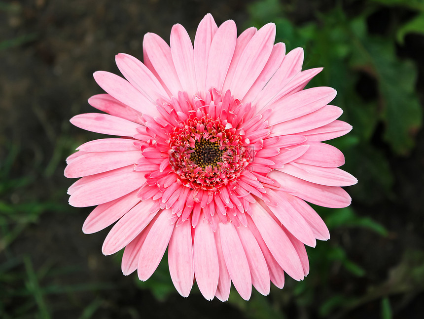 粉红色白色花冠甘菊花瓣展示格柏礼物雏菊植物粉色图片