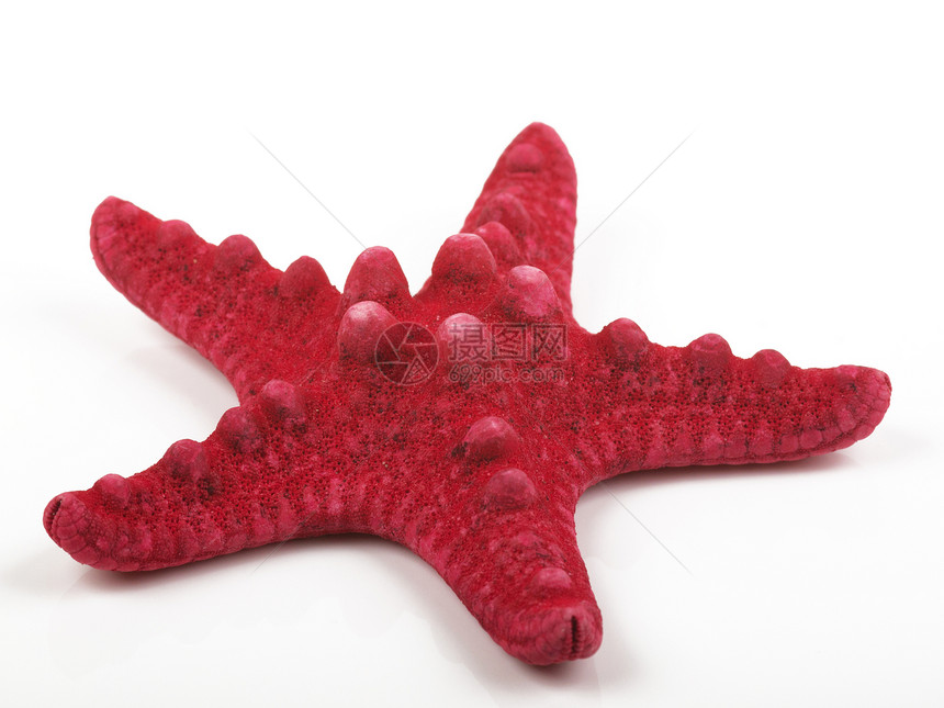 红红海星星星软体白色动物珊瑚贝壳海洋红色热带小行星图片