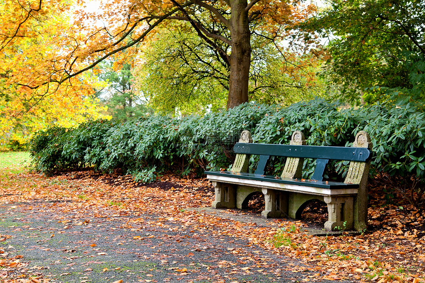 秋天公园的长凳橙子衬套花园植物绿色植物群公园黄色小路季节性图片