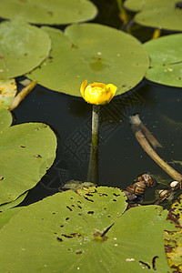 带花的河水草本植物生物植物黄色风景荷花花瓣叶子背景图片