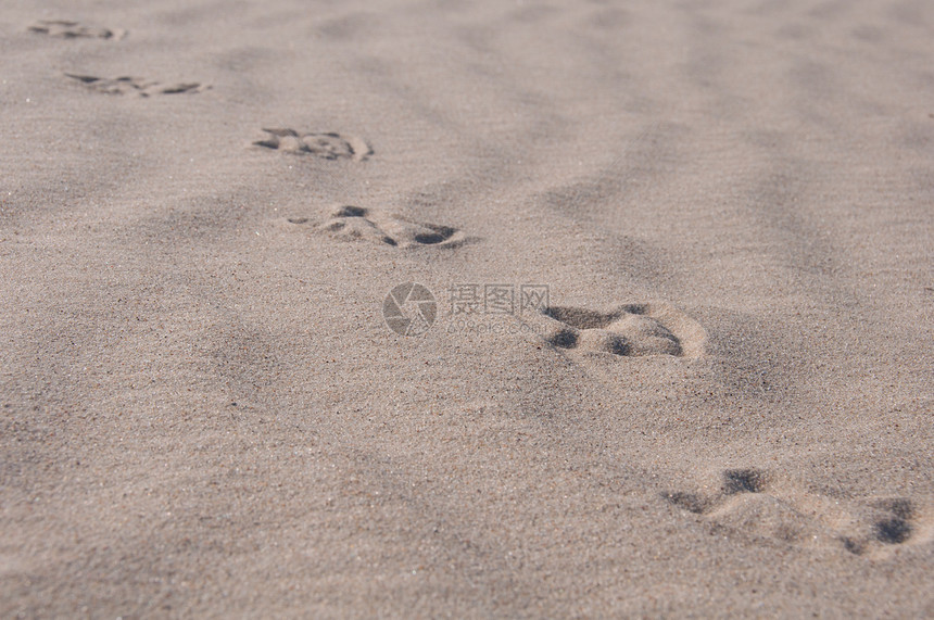 鸟儿在沙地上的足迹阴影海鸥支撑动物群脚印燕鸥海浪踪迹波浪太阳图片
