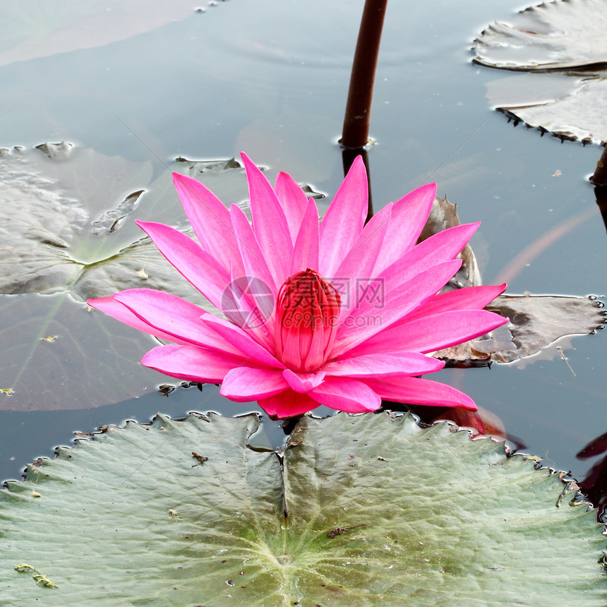 pink 莲花美丽环境公园叶子冥想卡片植物群池塘植物荷花图片