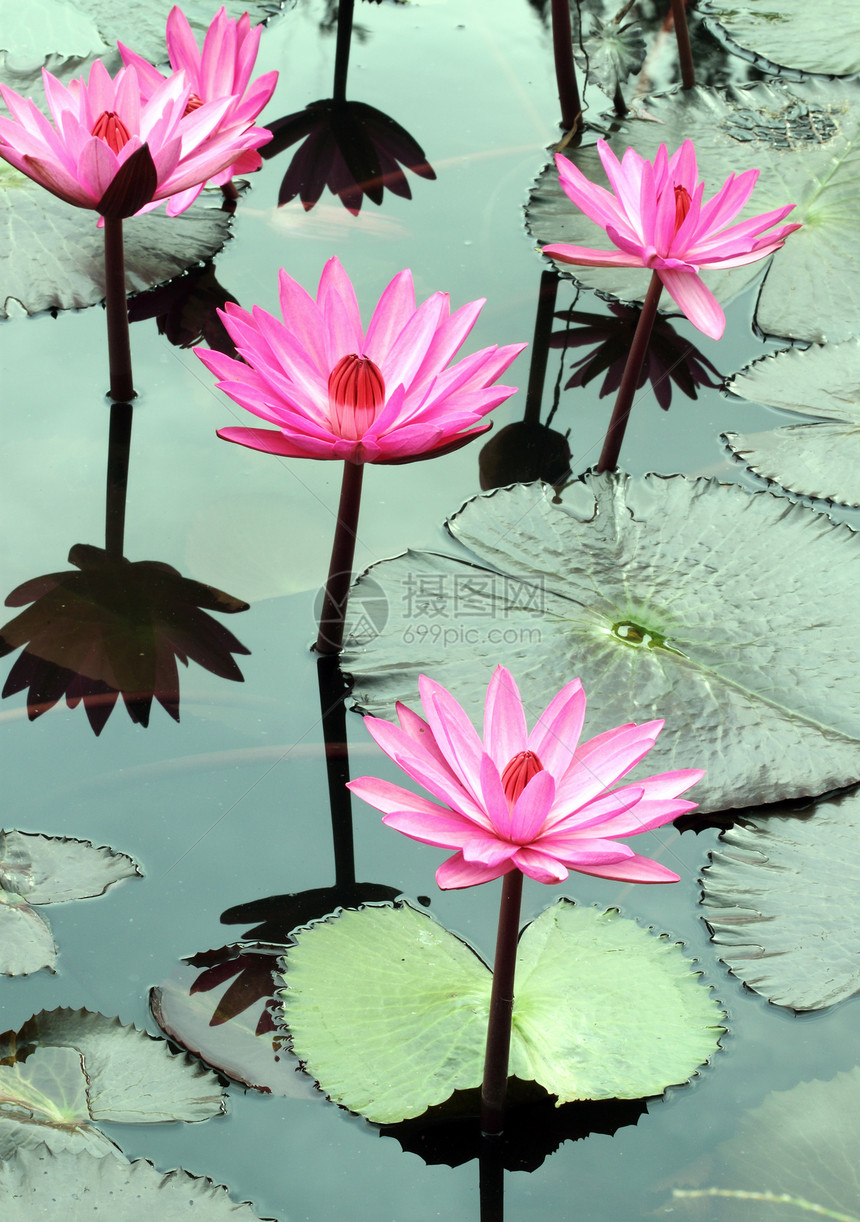 Lily 莲花花百合反射花瓣池塘季节冥想植物荒野荷花情调图片