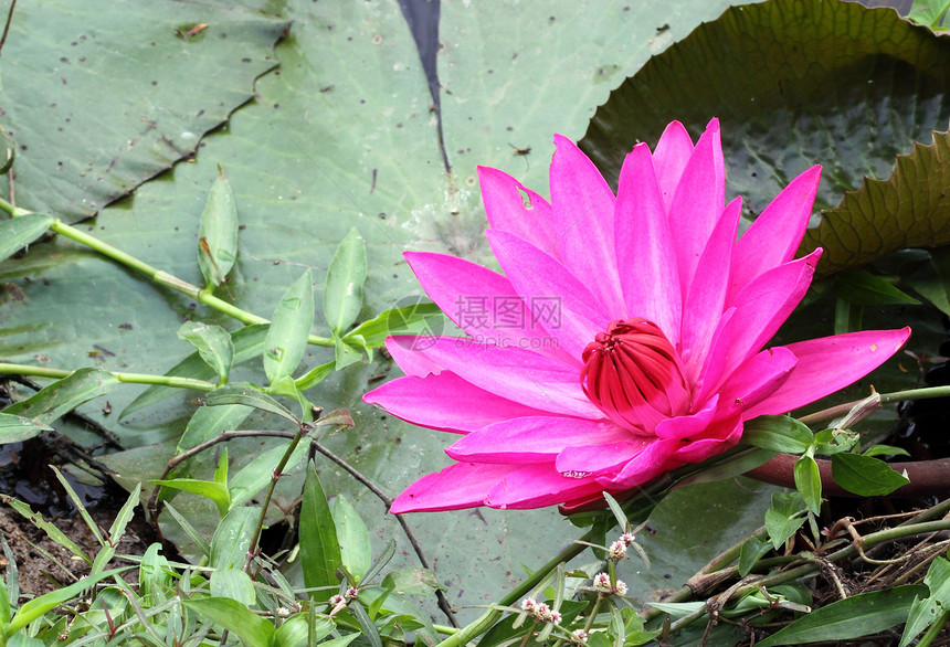 Lily 莲花花公园荷花花瓣百合池塘卡片季节异国环境花园图片