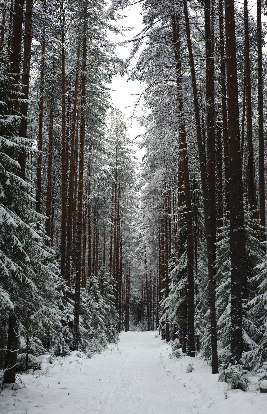 冬季路徑森林树木小路场景踪迹植物季节太阳雪花车道图片