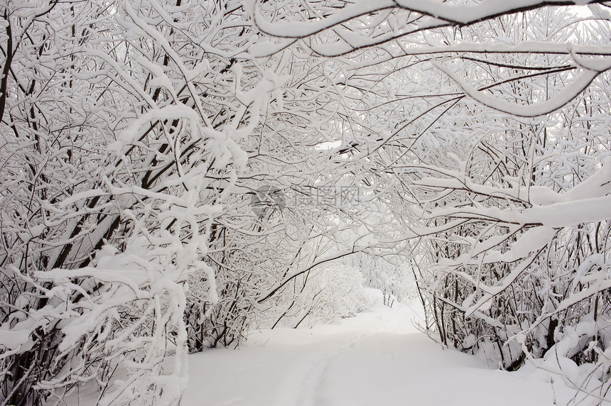 冬季路徑踪迹森林分支机构国家雪花旅行植物小路阳光车道图片
