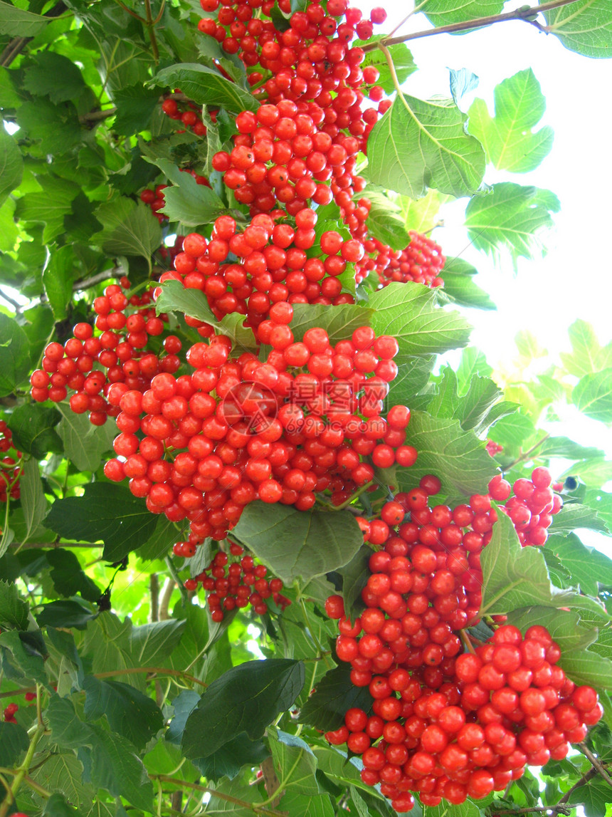 红色的成熟结壳玫瑰团团团健康浆果成长免版税灌木树叶叶子蓝色厨房香气图片
