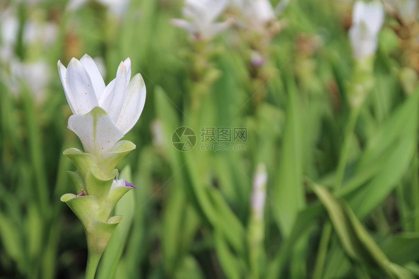 平郁金香花园植物群生长父母文化家庭叶子紫色植物学植物图片