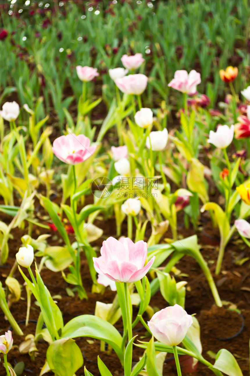 花园的郁金香季节美丽园艺植物紫色公园宏观植物群花束灯泡图片