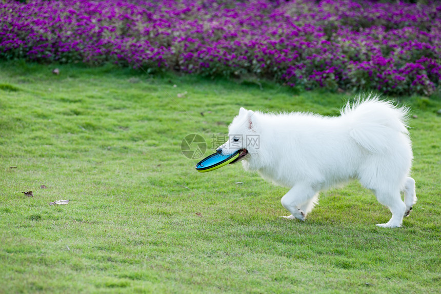 正在运行的混血狗盘子犬类飞碟草地白色活动跑步绿色宠物动物图片