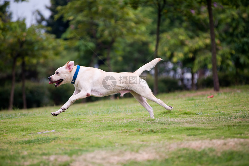 拉布拉多犬跑狗白色公园小狗跑步哺乳动物草地宠物绿色犬类猎犬图片