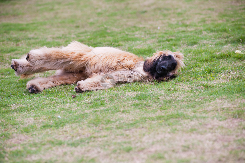 阿富汗猎犬狗黄色说谎动物哺乳动物小狗犬类灰色草地宠物公园图片