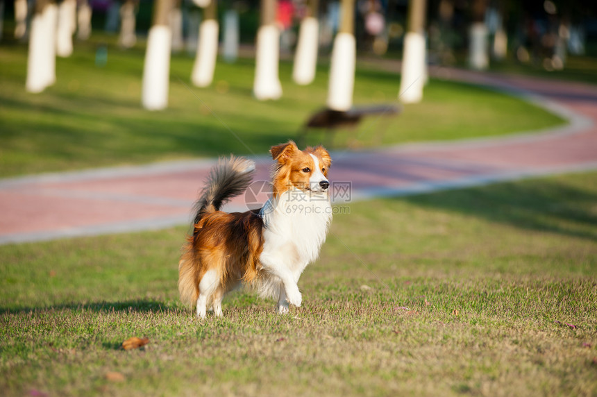 站立狗狗公园小路小狗杂交种草地犬类宠物哺乳动物花园冒充图片