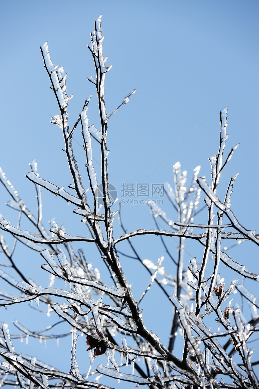 冰树枝冻结场景季节分支机构水晶蓝色季节性天空木头寒意图片