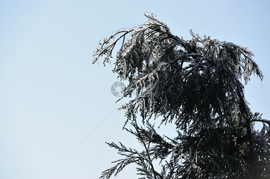 冰松树枝天空叶子分支机构寒意森林水晶天气木头季节性场景图片