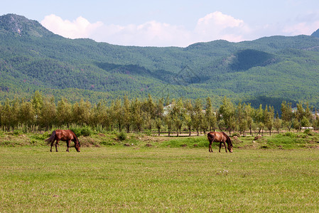 两匹马在草地上放牧牧场马匹动物森林草原农村农田团体农场场地背景图片