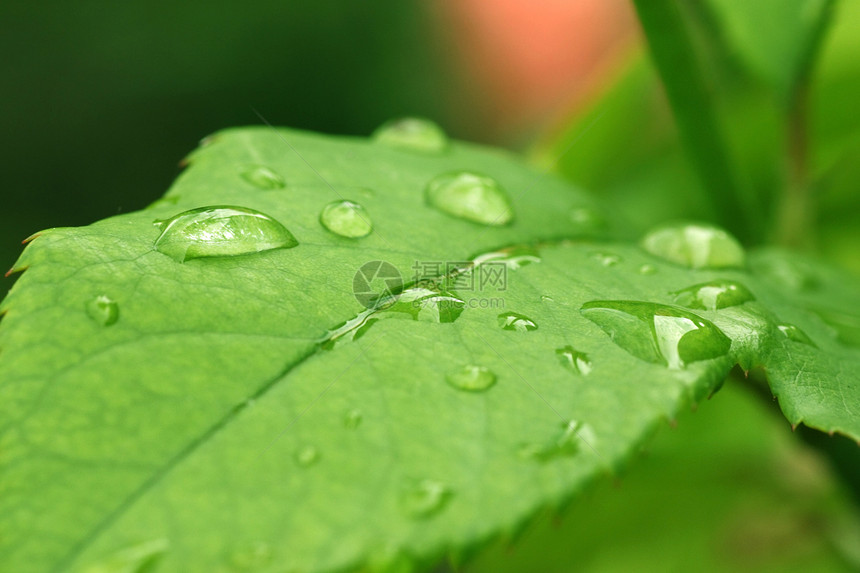 绿叶上的露水滴落玫瑰绿色花园植物植物群图片