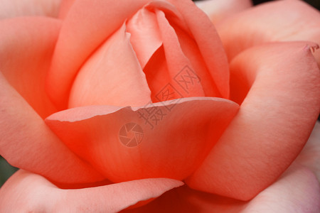 红玫瑰红色香味粉色植物群宏观花瓣背景图片
