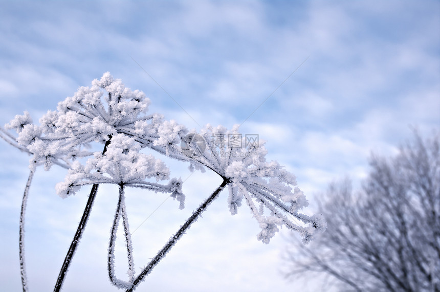 冬季风景树木森林雪堆白色场景旅行仙境蓝色季节天空图片