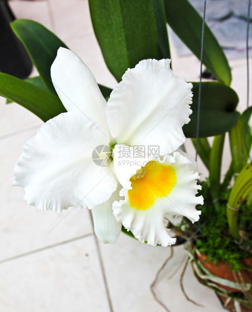 白果园兰花异国热带情调花瓣叶子生态绿色白色美丽植物图片