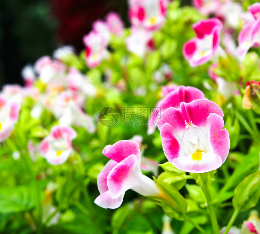 托伦花花蓝花草植物学花瓣绿色玻璃花园粉色叶子季节植物群图片