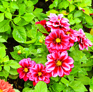 在花园里种花的Dahlia背景图片