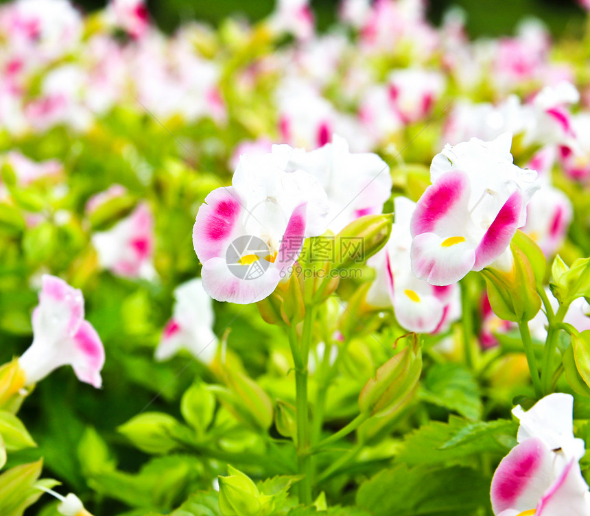 托伦花花绿色蓝花草粉色花园植物群花瓣紫色季节玻璃植物学图片
