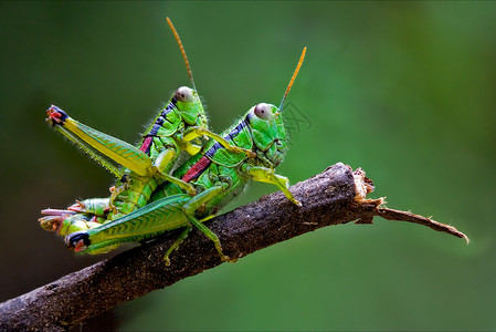 蚂蚱的真爱昆虫宏观腹部性别陪伴赞佩棕色眼睛绿色爪子高清图片