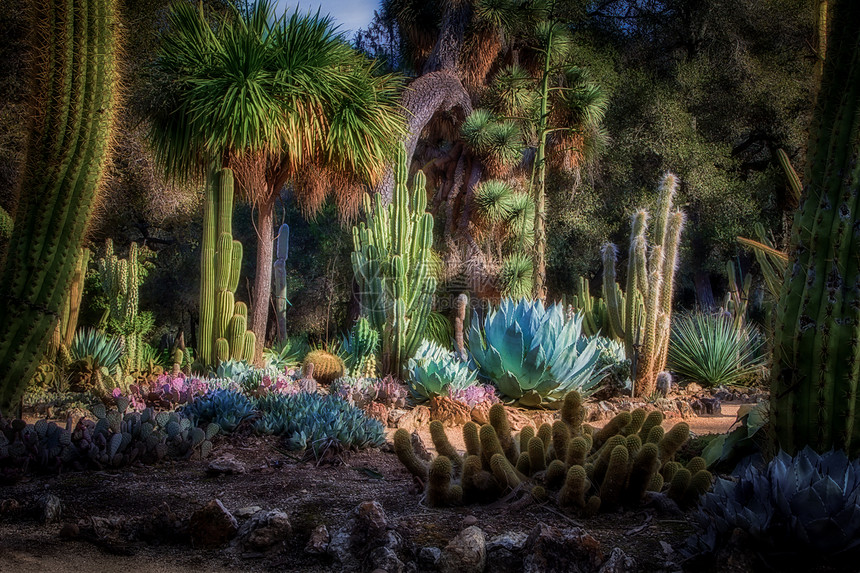 亚利桑那Cactus花园 在斯坦福大学的地基上图片