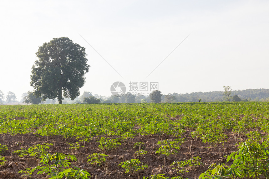 木薯或马尼奥克田食物植物学热带生计下雨农场植被生长畜牧业植物图片