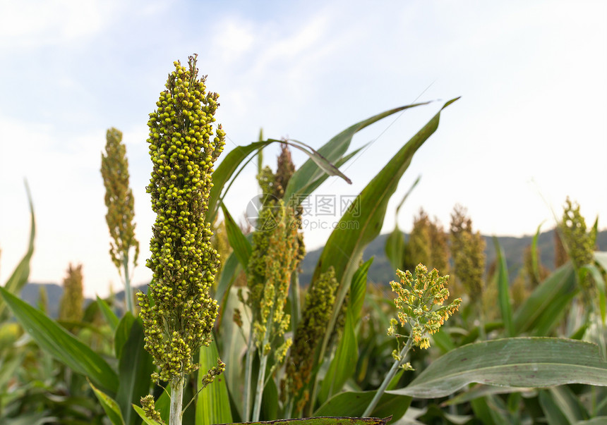 高粱面包季节农业种子农场面粉生长场地耳朵收成图片