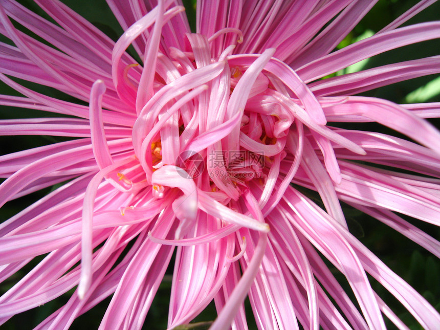 粉红色美丽的阿斯特花朵花蜜爪子花粉翅膀昆虫生日树干礼物树叶生活图片